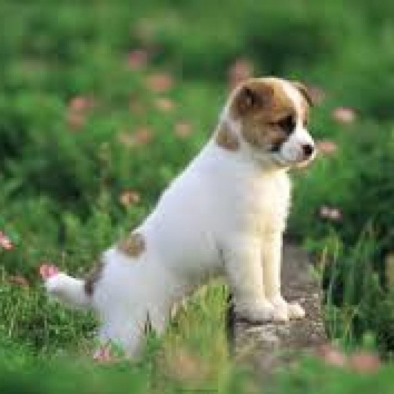 Dogygram india